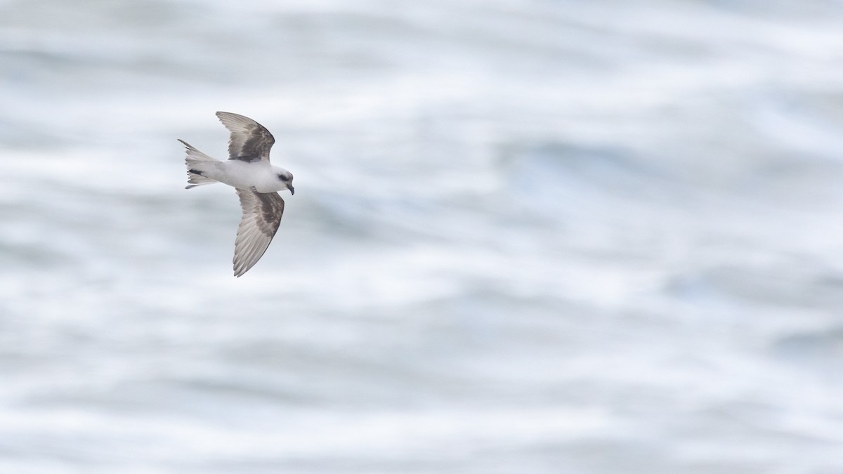 Fork-tailed Storm-Petrel - ML618197382