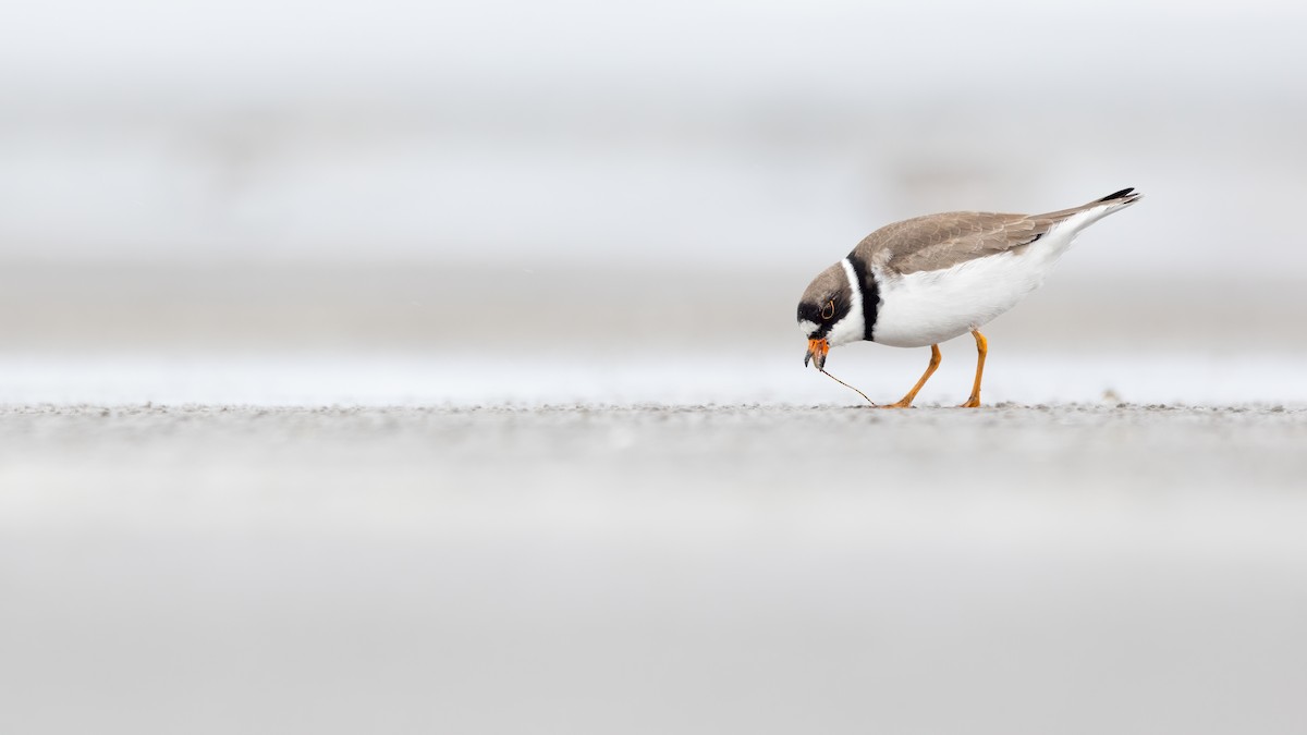 Semipalmated Plover - ML618197393