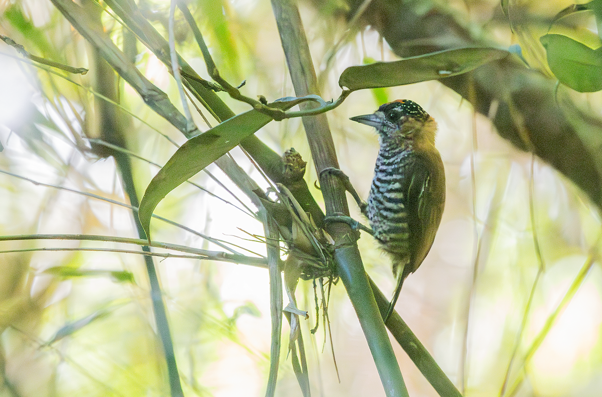 Ochre-collared Piculet - ML618197394