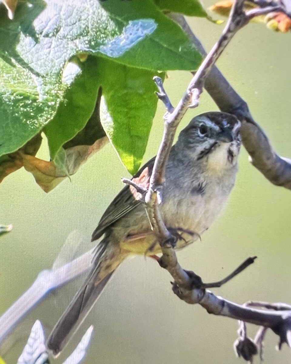 Rufous-crowned Sparrow - Don Hoechlin