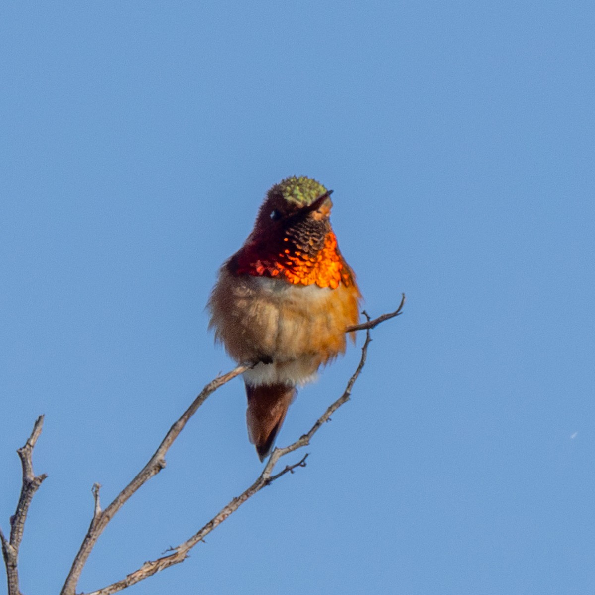 Allen's Hummingbird - Philip Kline