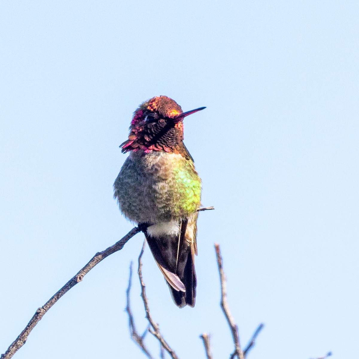 Anna's Hummingbird - ML618197453