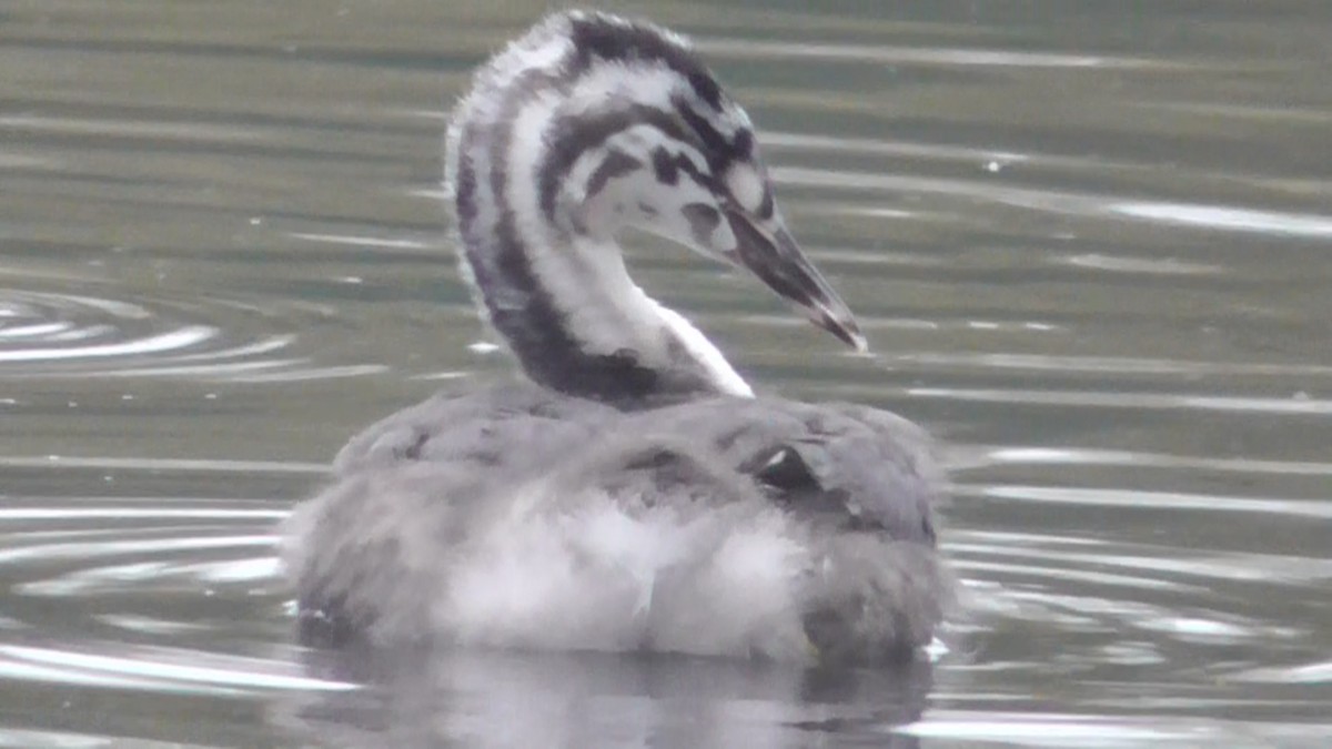 Great Crested Grebe - ML618197457