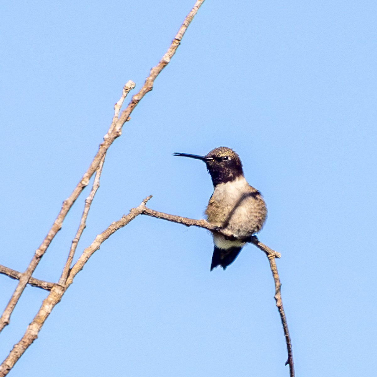 Black-chinned Hummingbird - ML618197516