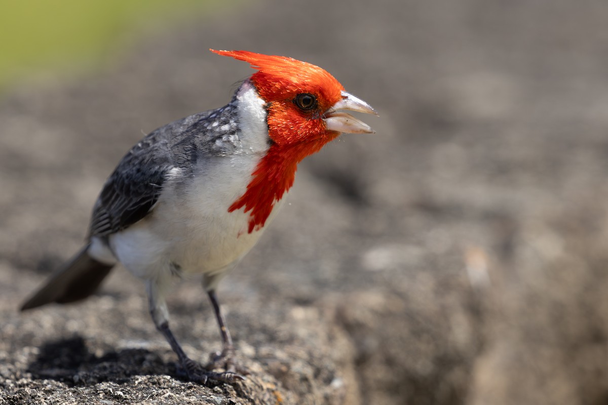 Red-crested Cardinal - ML618197528