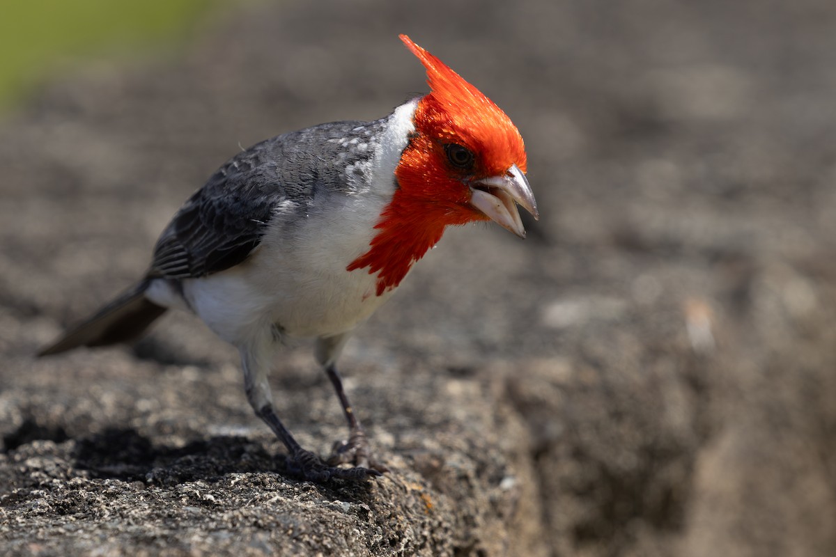 Red-crested Cardinal - ML618197530