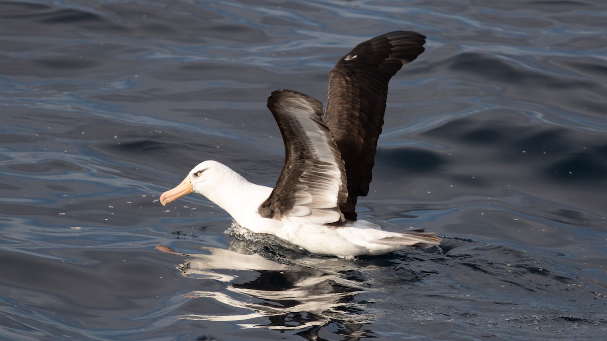 Albatros bekainduna (impavida) - ML618197644