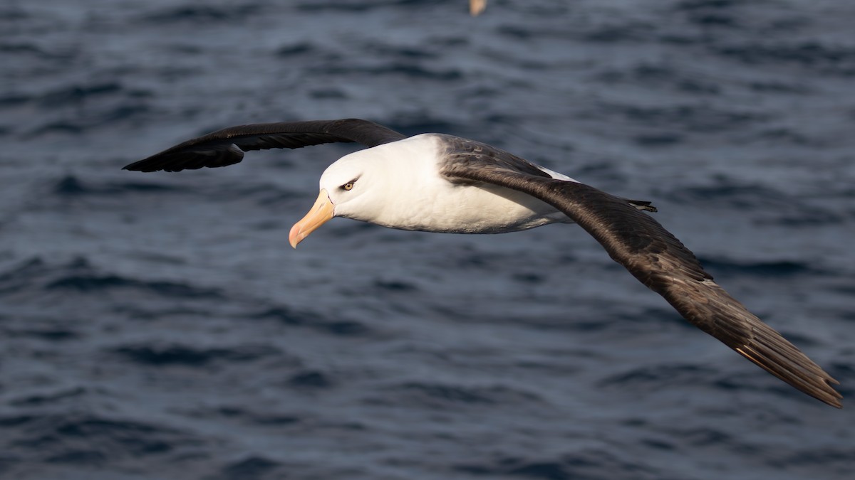 Black-browed Albatross (Campbell) - paul mclelland