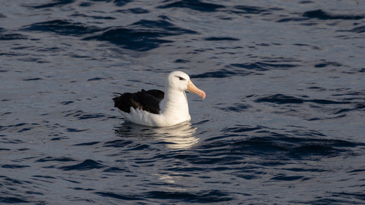 albatros černobrvý (ssp. melanophris) - ML618197673