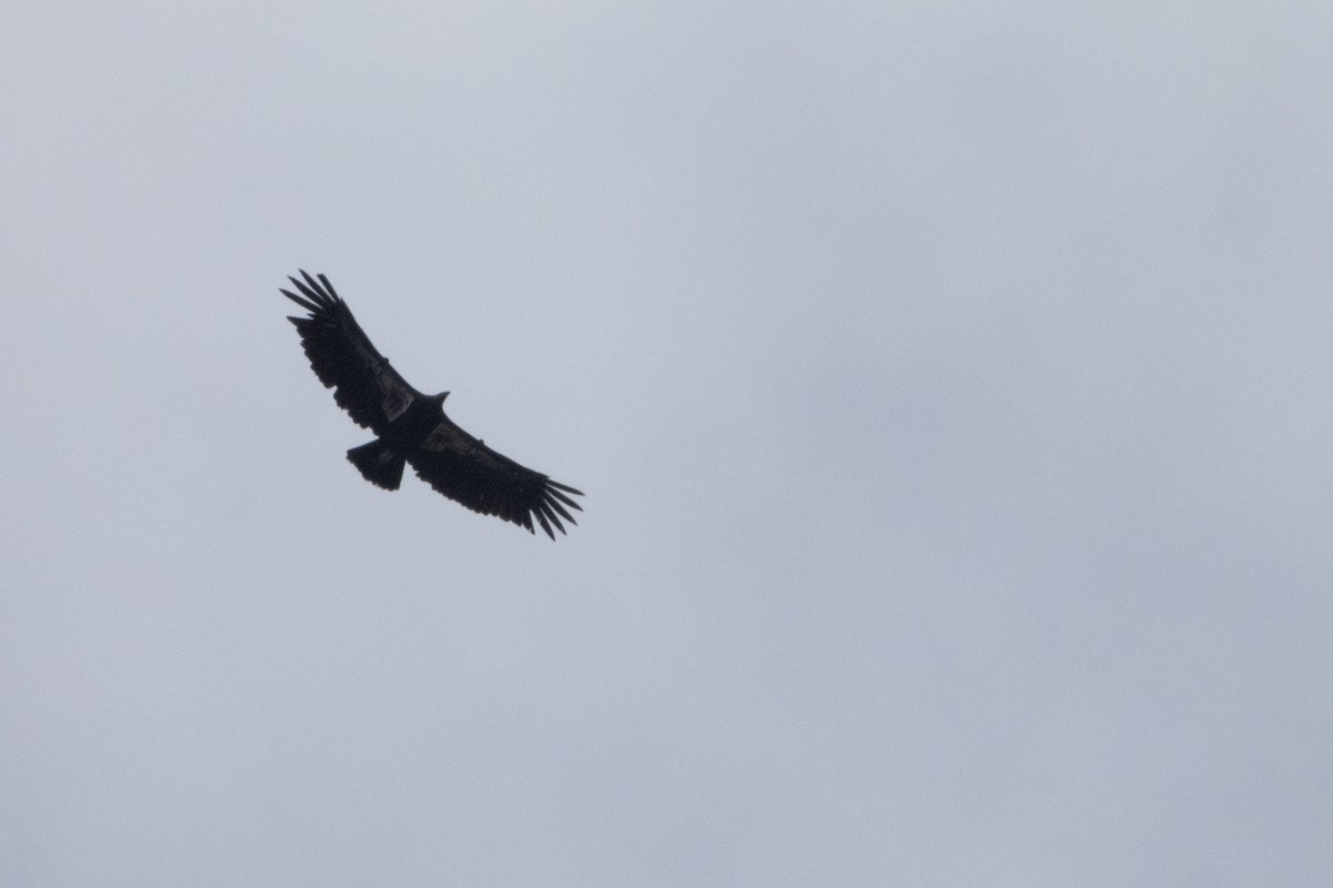 California Condor - Kellen Apuna