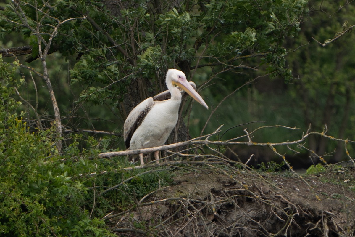Great White Pelican - Ondřej Nedbal
