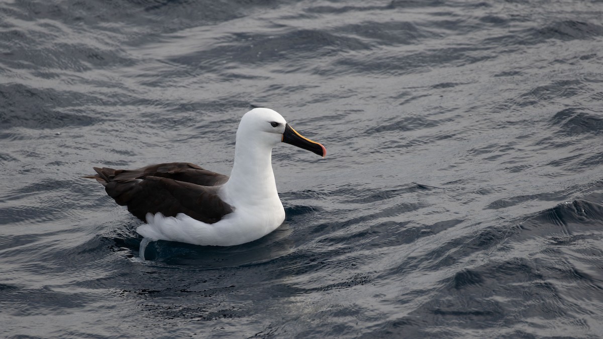Indian Yellow-nosed Albatross - ML618197757