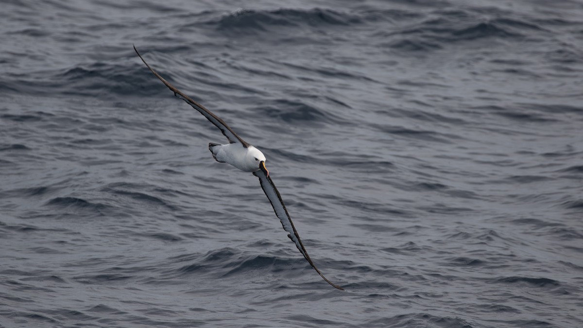 Indian Yellow-nosed Albatross - ML618197766