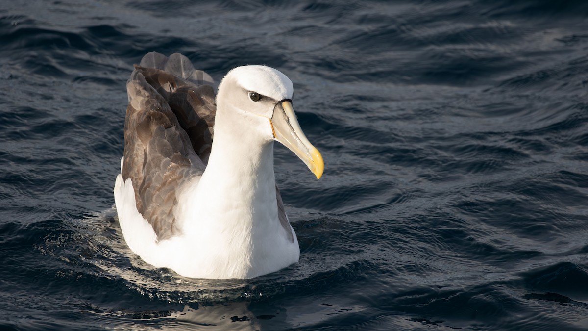 Albatros à cape blanche - ML618197775