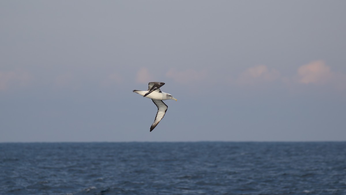 Albatros à cape blanche - ML618197777