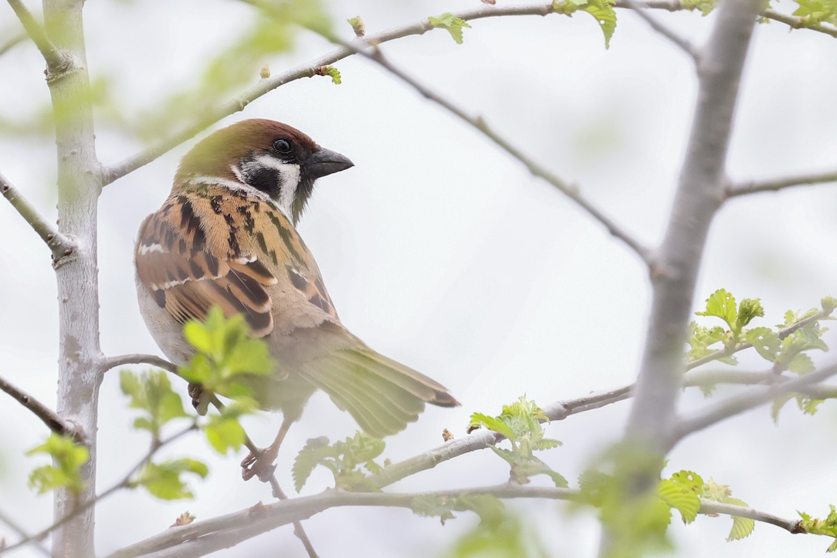 Eurasian Tree Sparrow - ML618197794