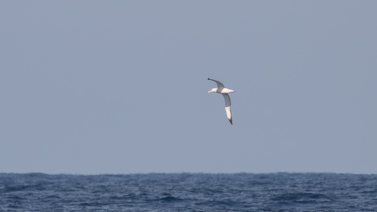 albatros stěhovavý - ML618197797