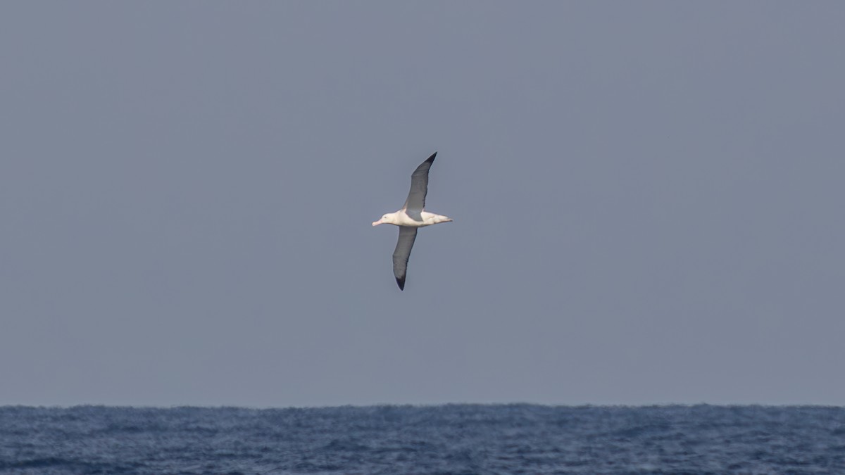albatros stěhovavý - ML618197804