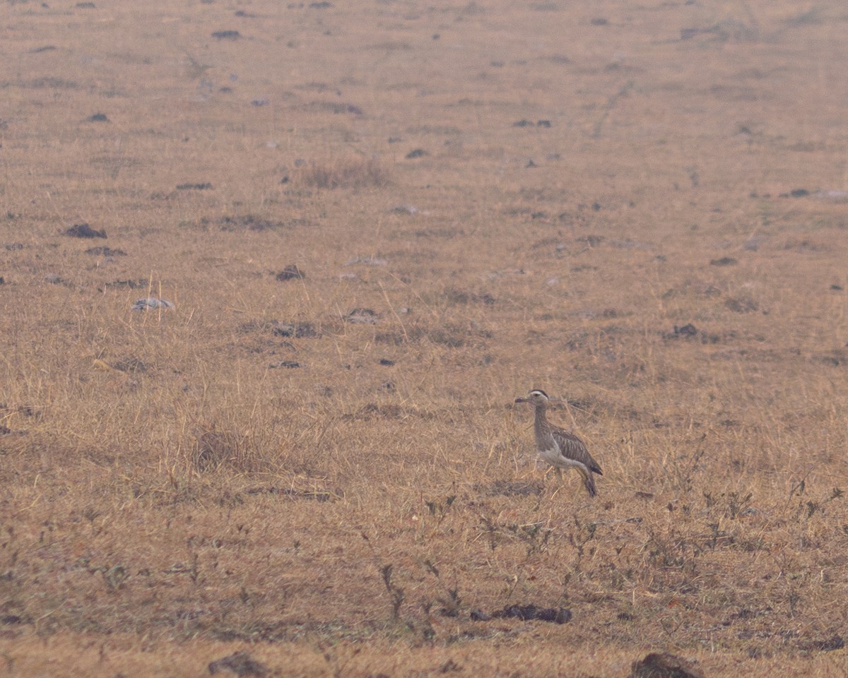 Double-striped Thick-knee - ML618197809