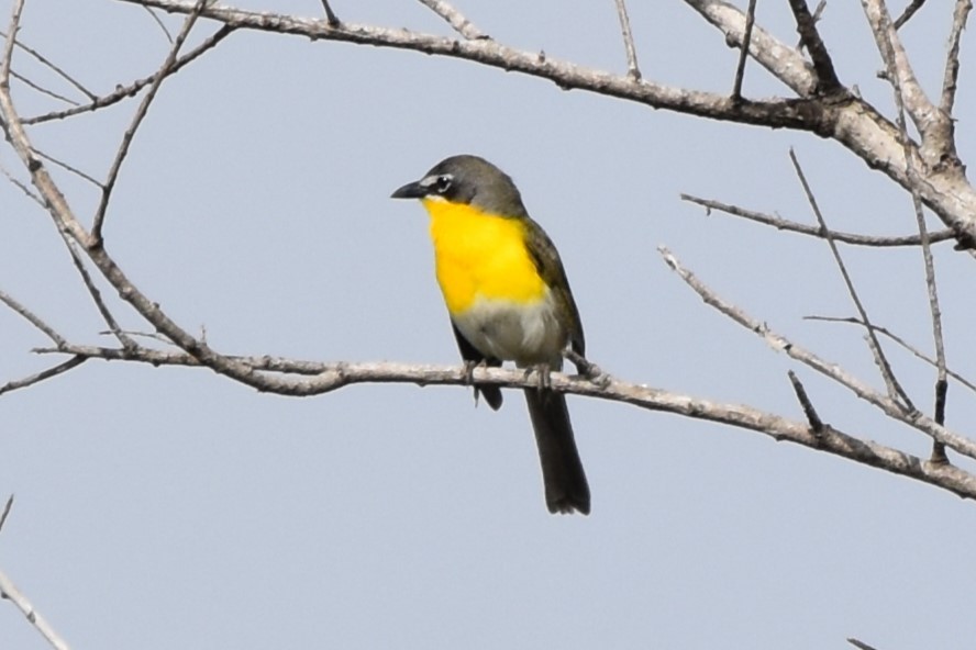 Yellow-breasted Chat - ML618197866