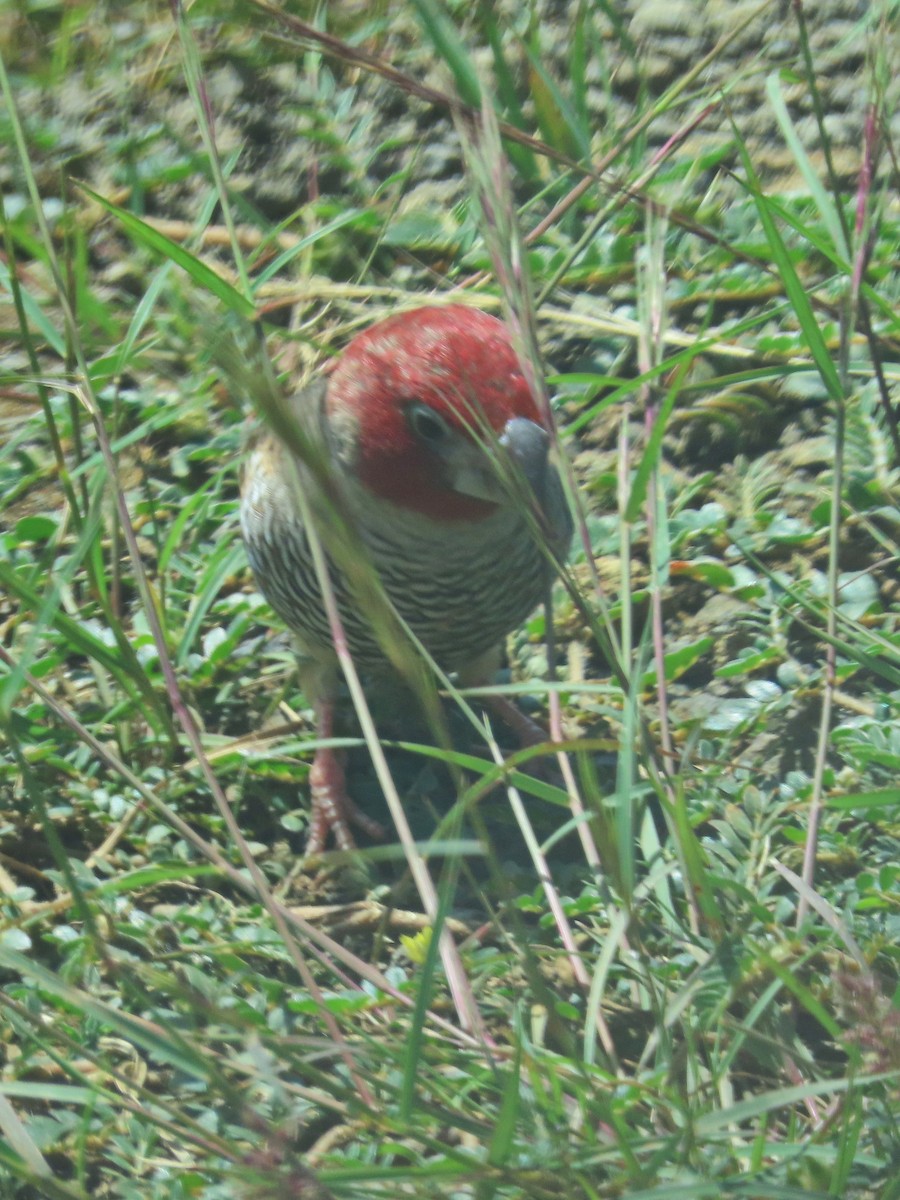 Red-headed Finch - ML618197872