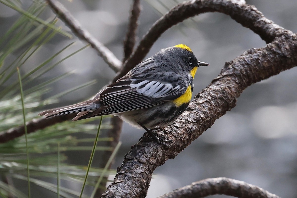 Yellow-rumped Warbler (Audubon's) - vijay t