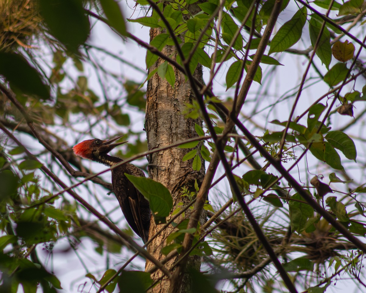 Pale-billed Woodpecker - ML618197903