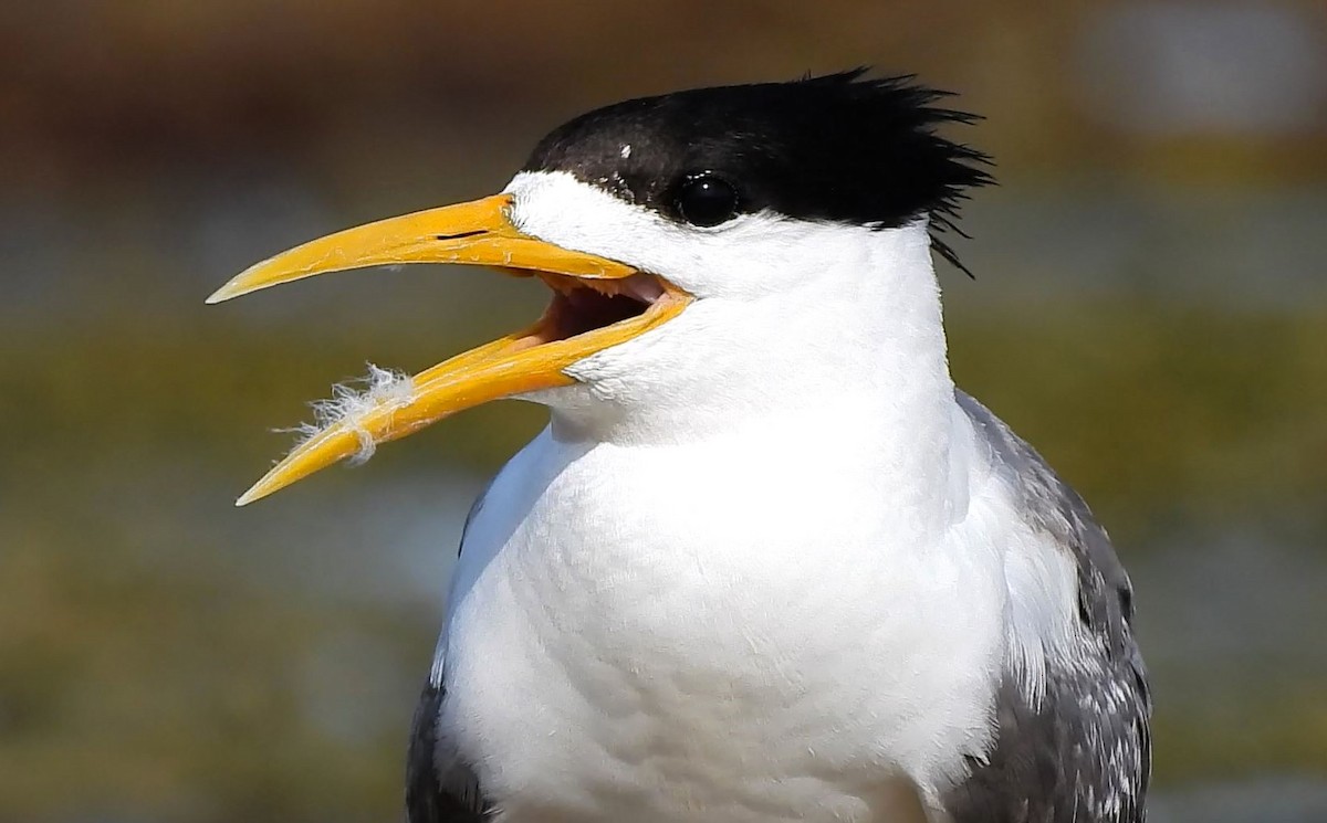 Great Crested Tern - ML618197916