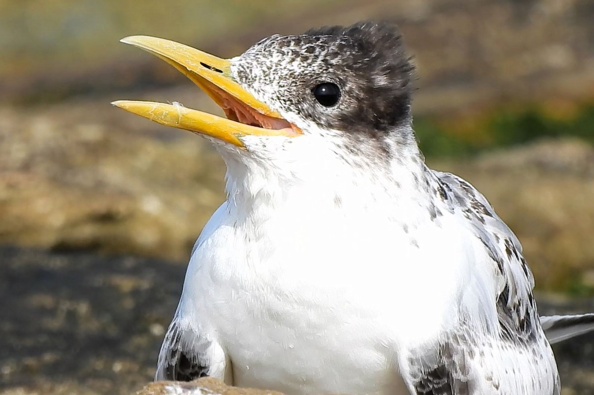 Great Crested Tern - ML618197923