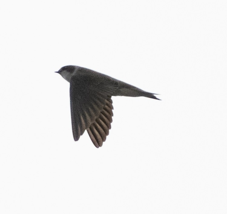 Bank Swallow - A Birder