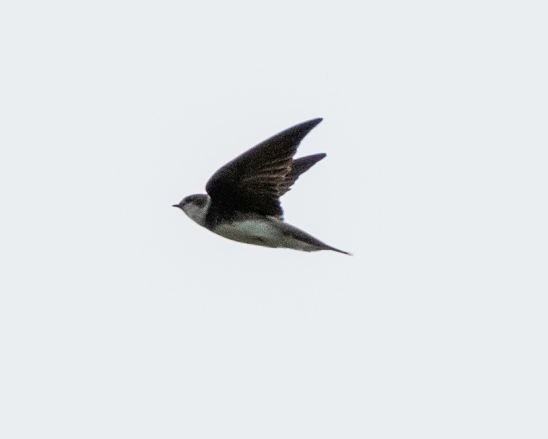 Bank Swallow - A Birder