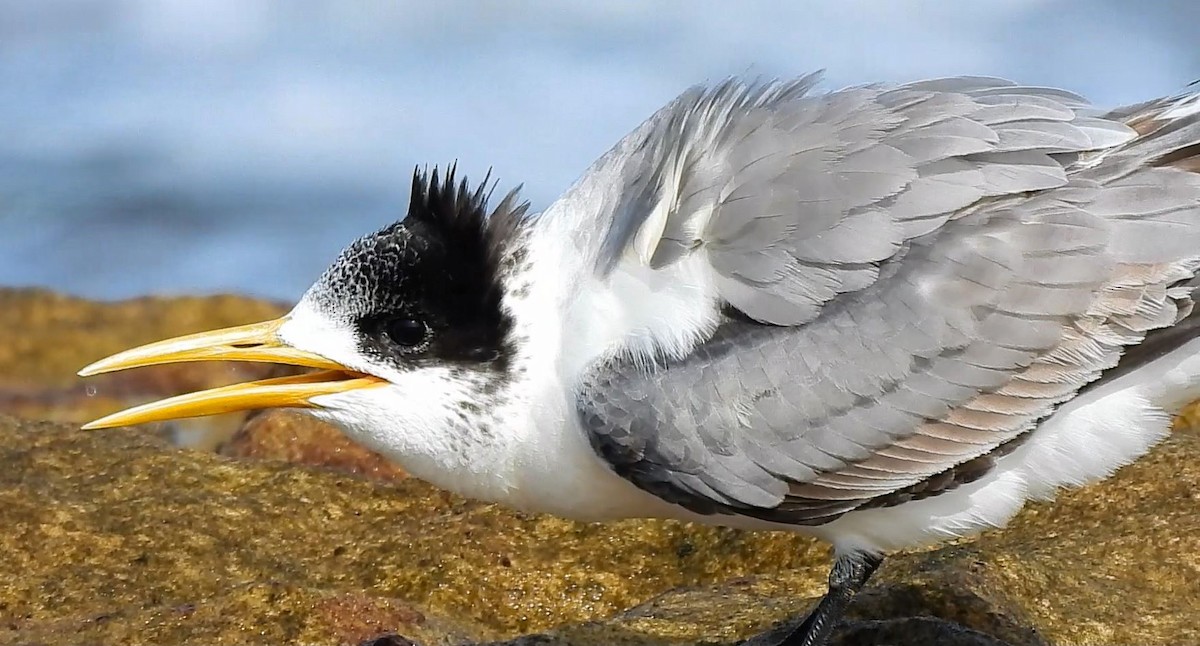 Great Crested Tern - Thalia and Darren Broughton