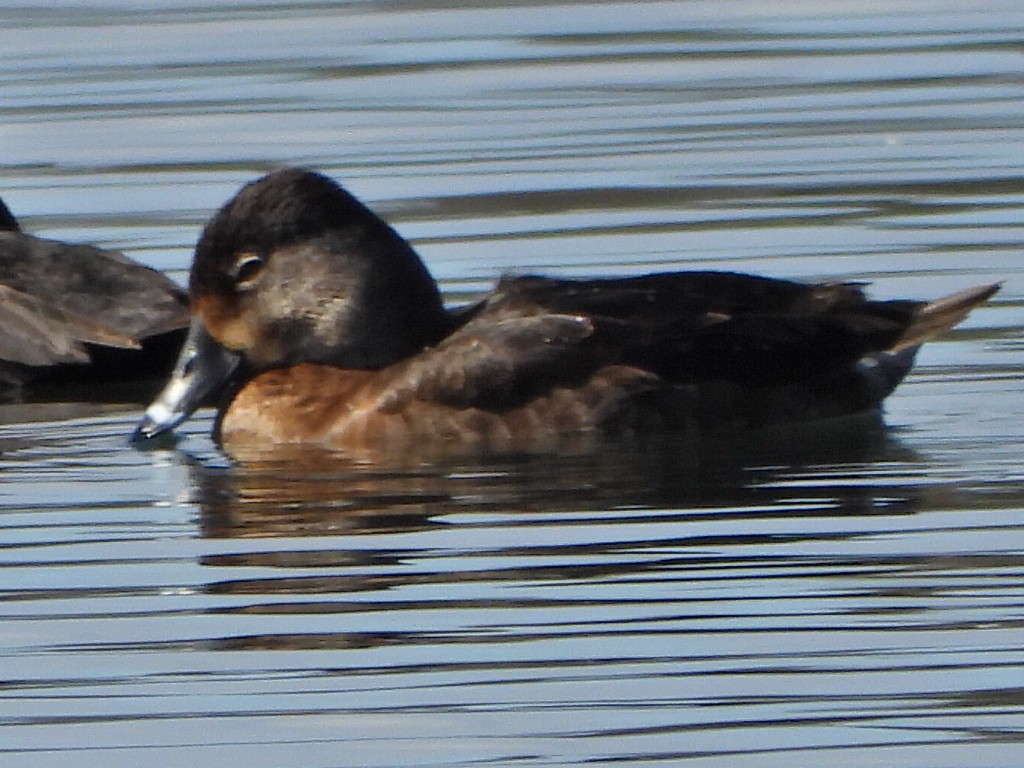 Ring-necked Duck - ML618198022