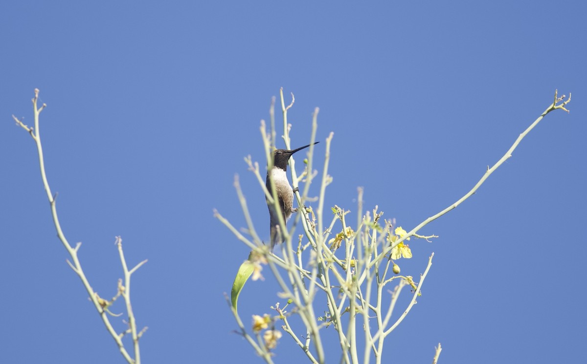 Black-chinned Hummingbird - Robert Carter