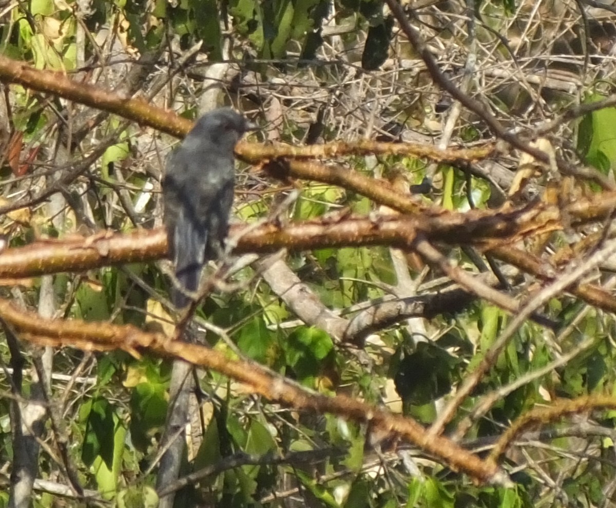 Black-headed Cuckooshrike - Uma Shunmuganathan