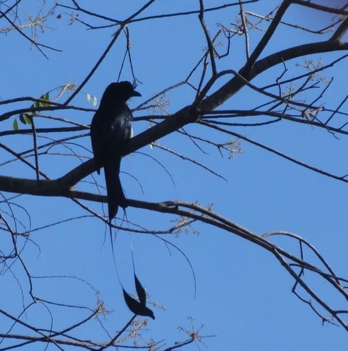 Greater Racket-tailed Drongo - ML618198053