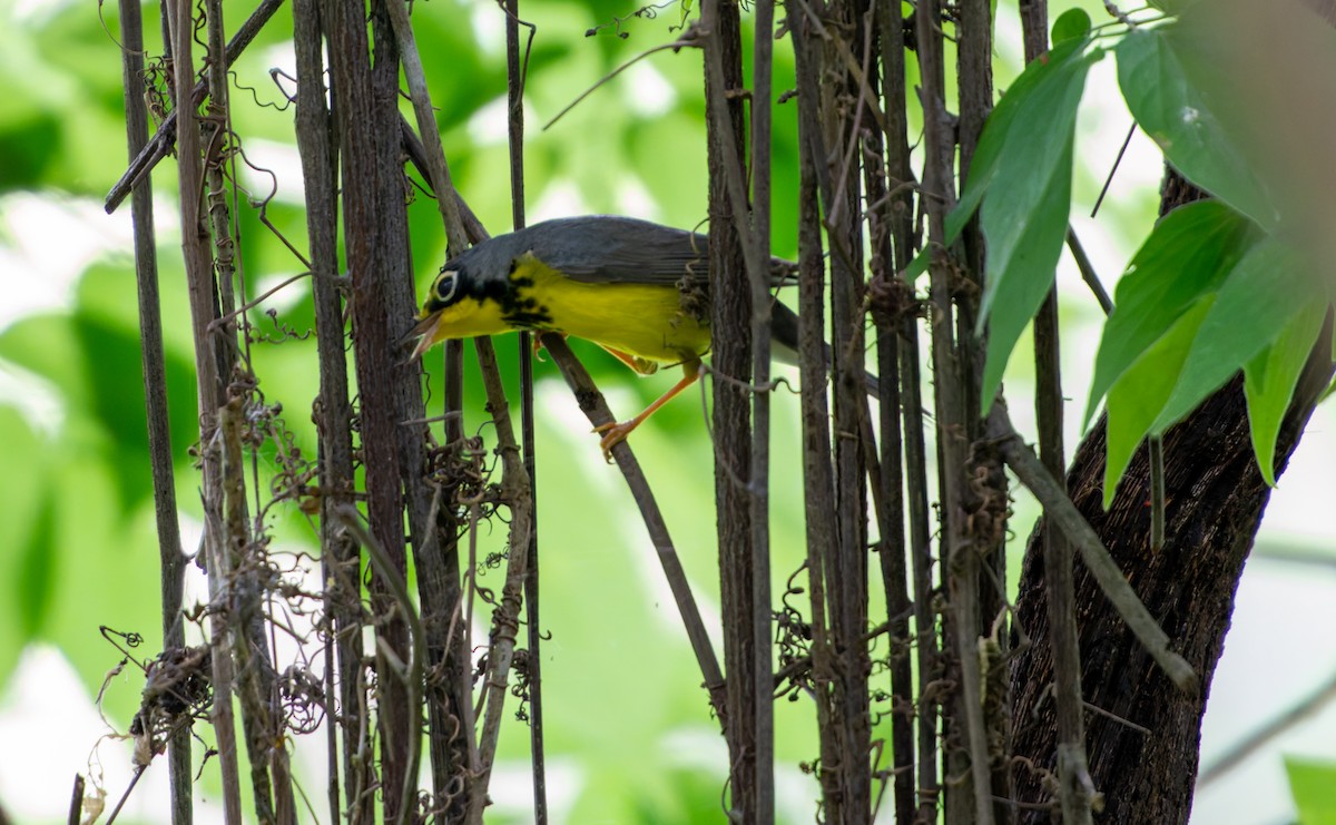 Canada Warbler - A Birder