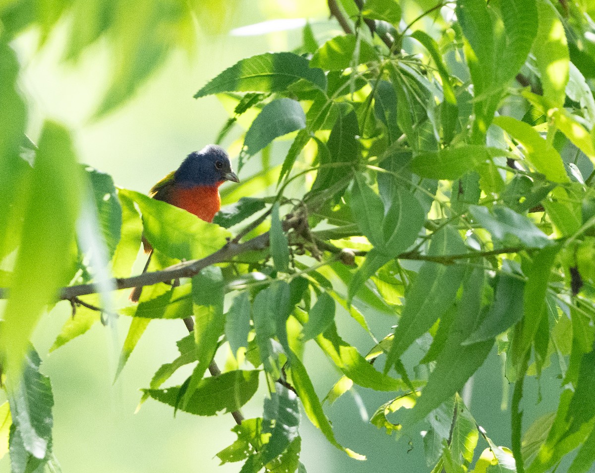Painted Bunting - A Birder