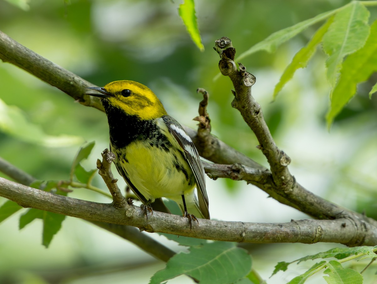 Black-throated Green Warbler - A Birder