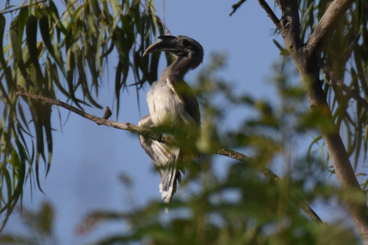 Indian Gray Hornbill - ML618198149