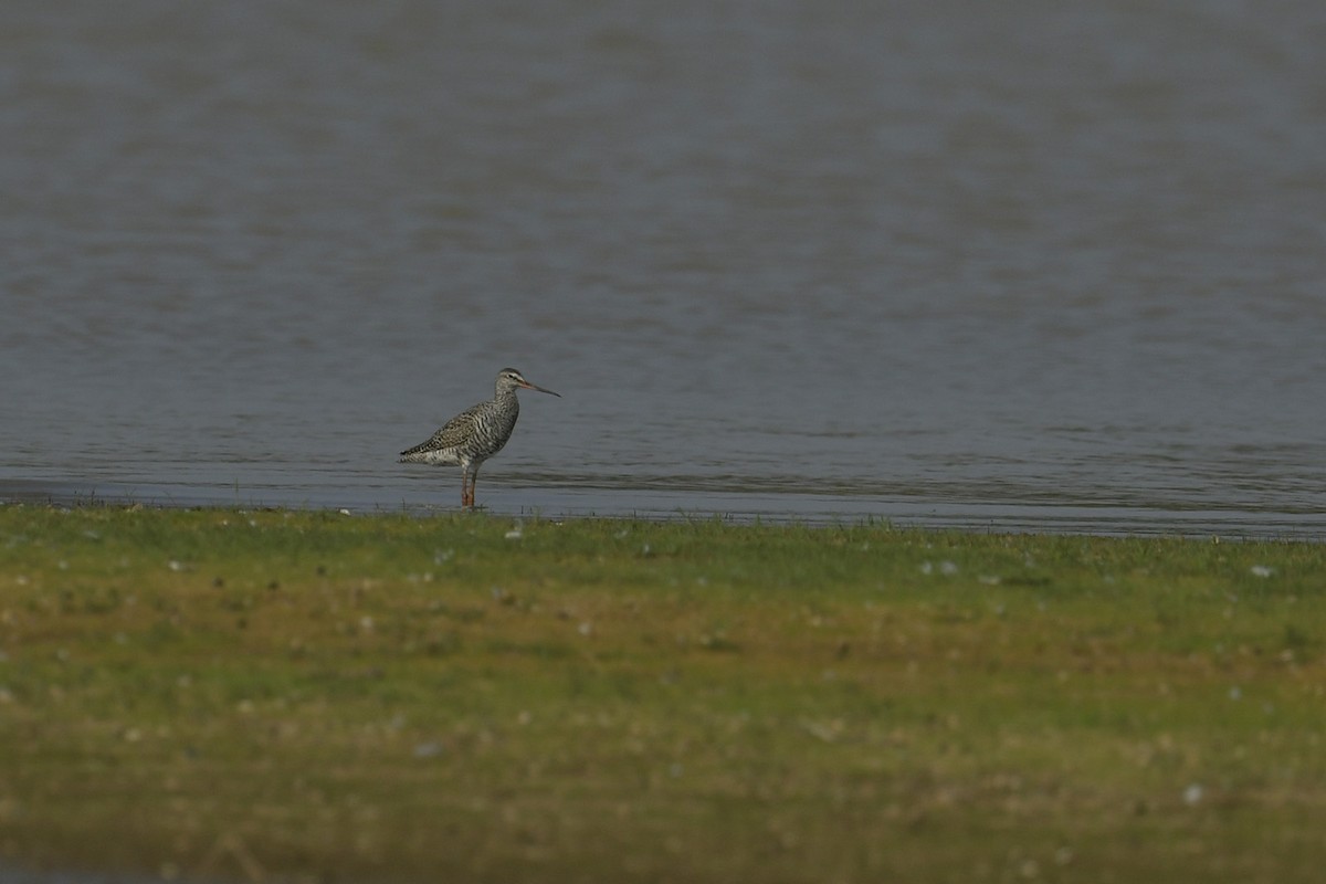 Spotted Redshank - ML618198197