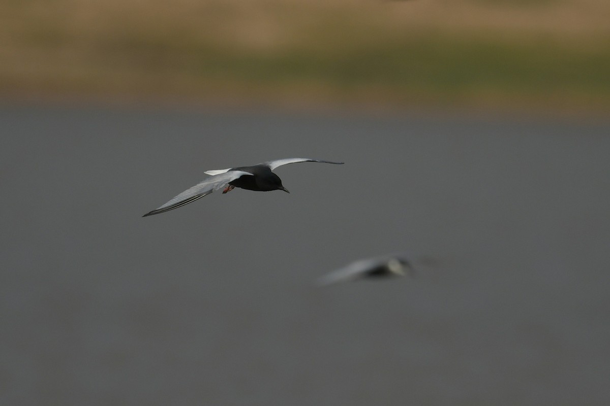 White-winged Tern - ML618198219