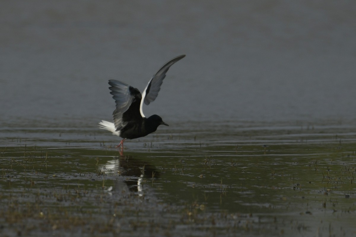 White-winged Tern - ML618198220
