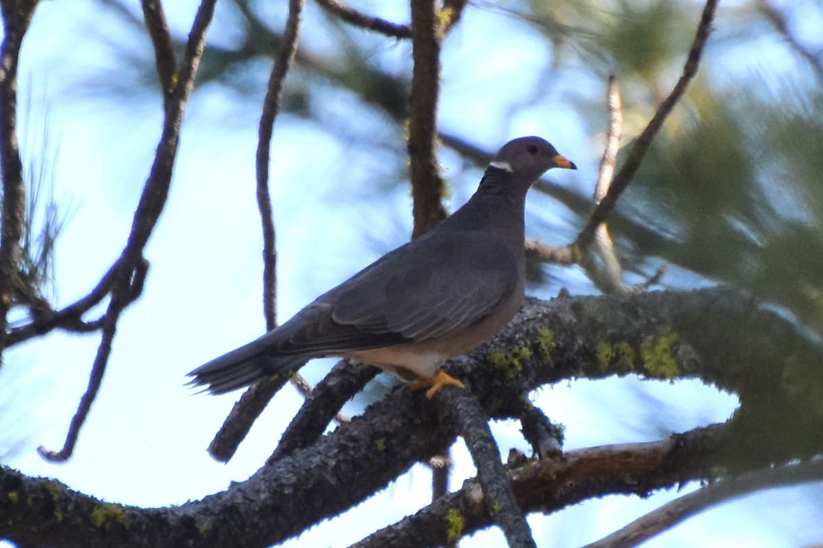 Band-tailed Pigeon - Davis Provan