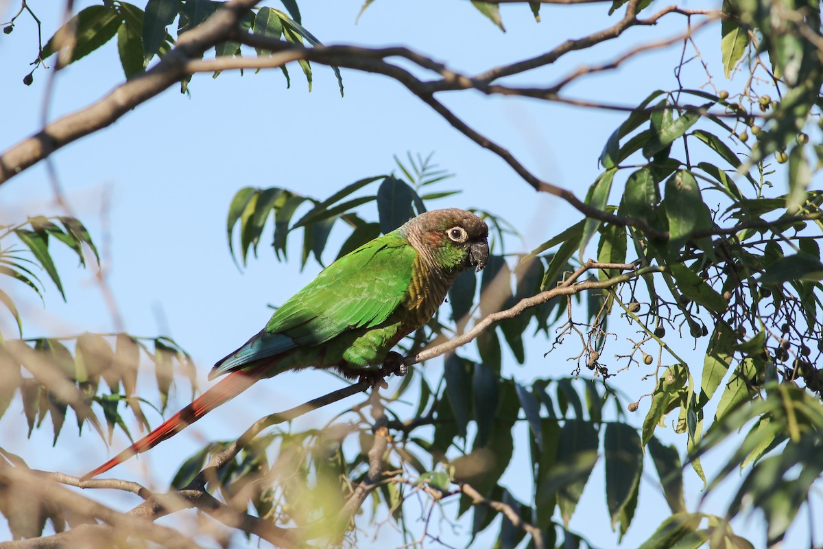 Green-cheeked Parakeet - Per Smith