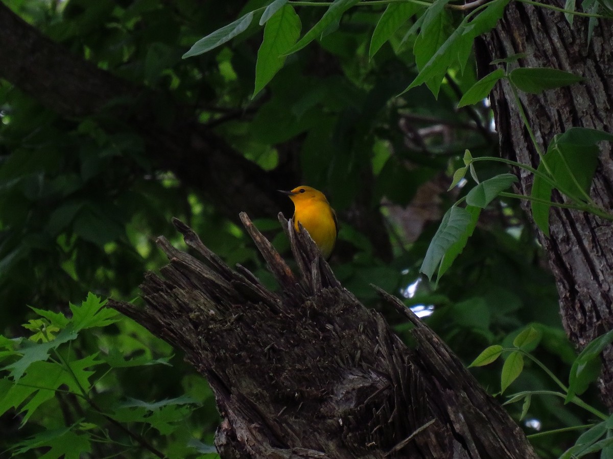 Prothonotary Warbler - ML618198331