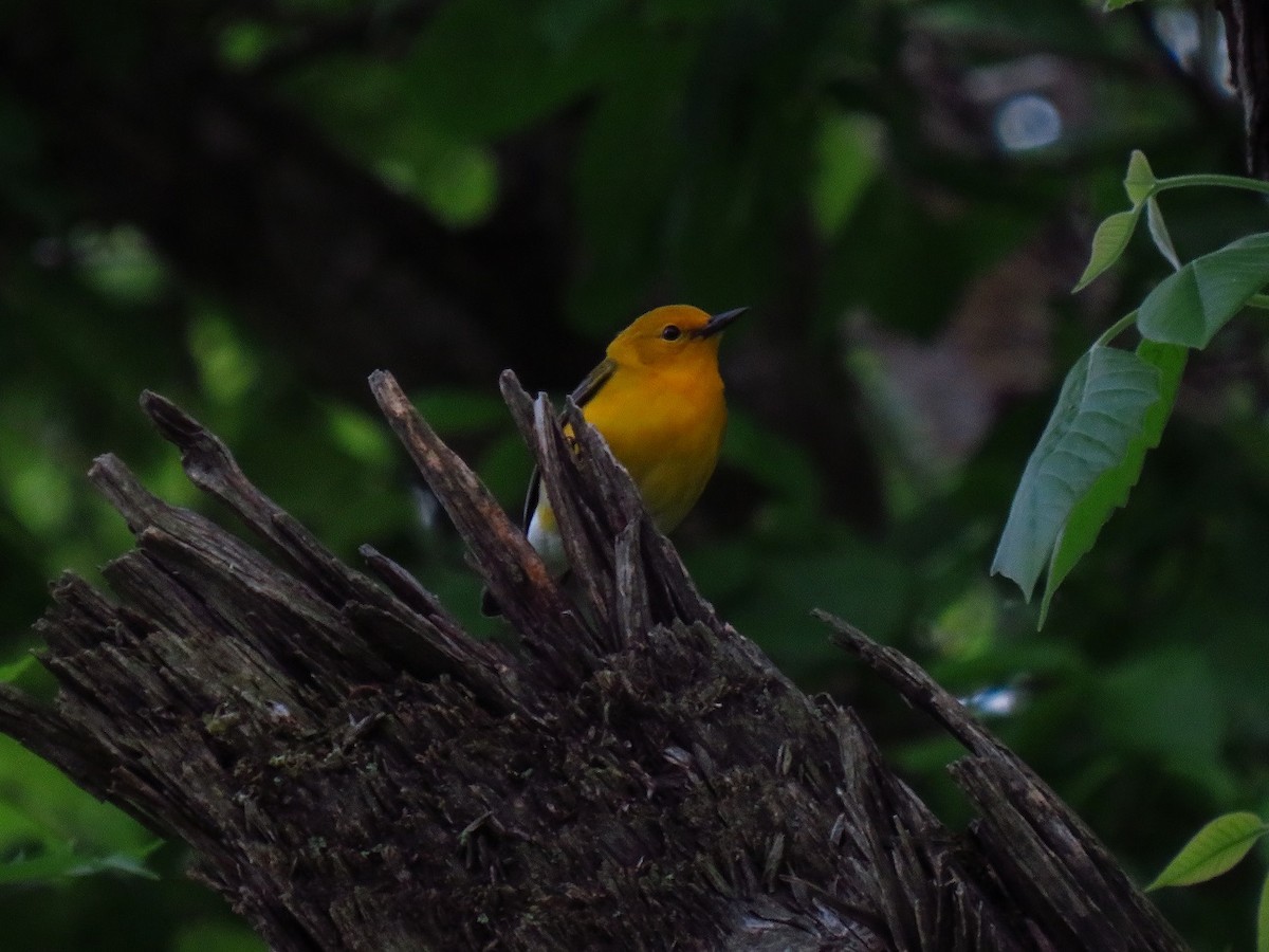 Prothonotary Warbler - ML618198332