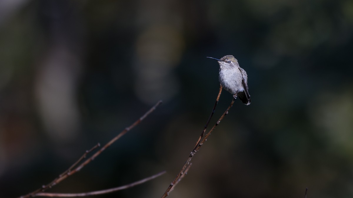 Anna's Hummingbird - Ken Chen