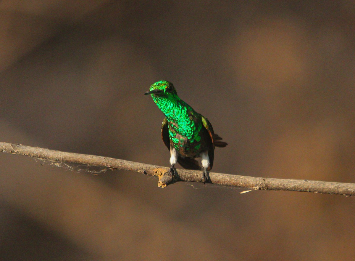 kolibřík mexický - ML618198369