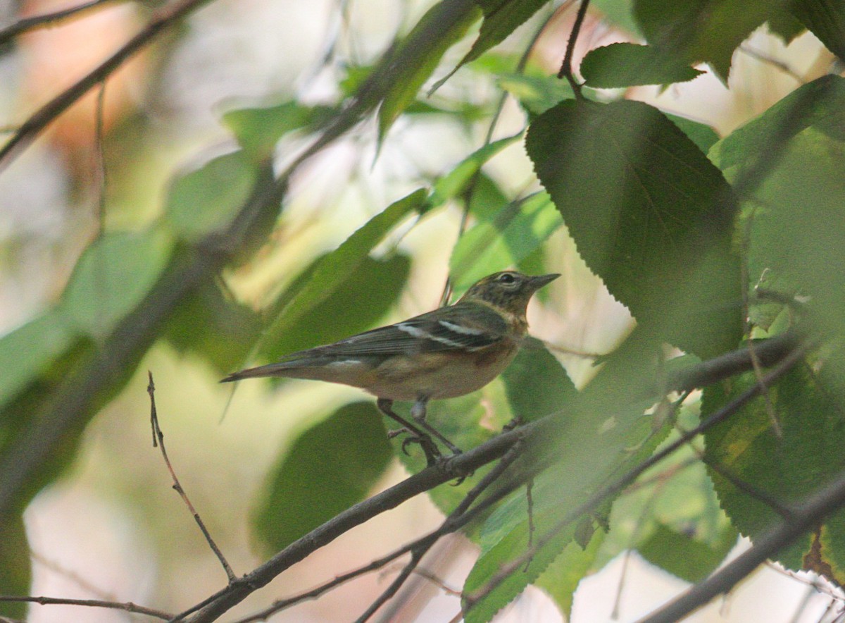 Bay-breasted Warbler - ML618198372